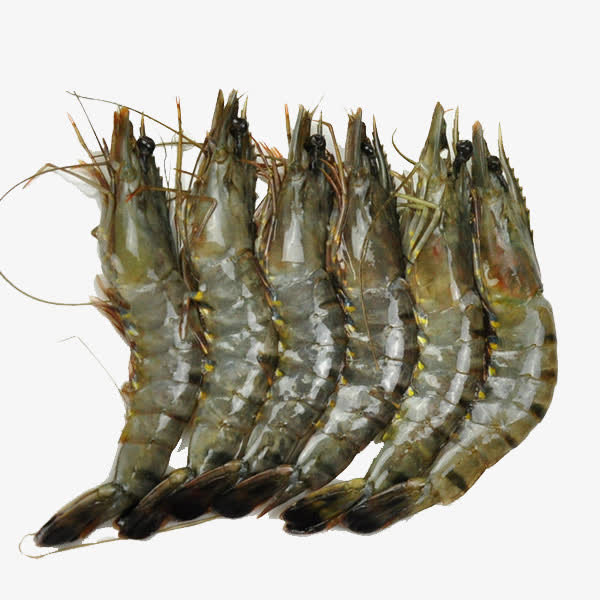 六个浅水黑虎虾免抠