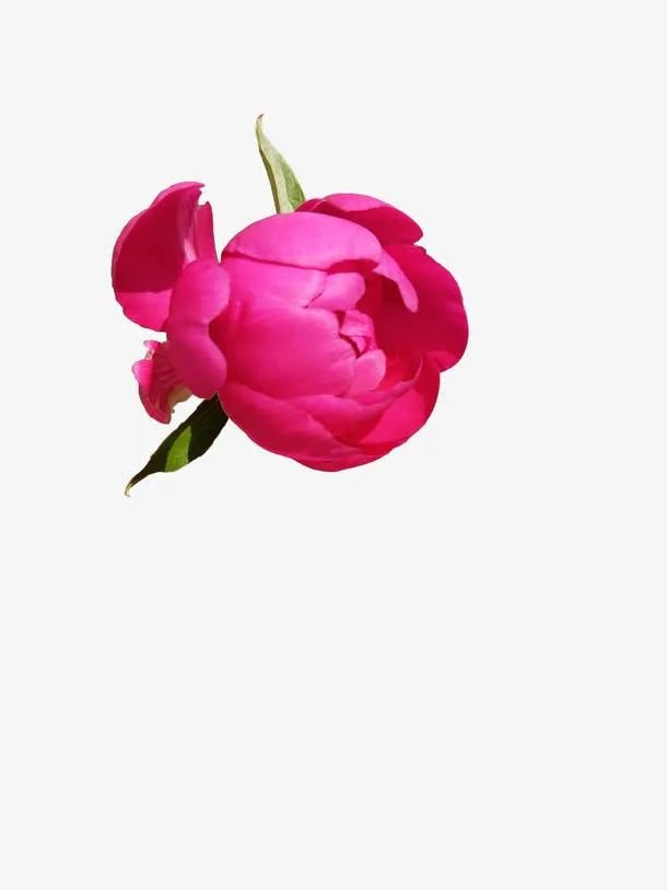 没有什么标题呀免抠动植物植物元素