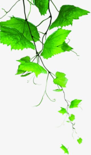 春天环保绿叶藤蔓装饰免抠