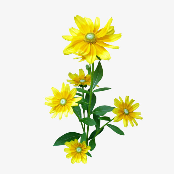 菊花免抠