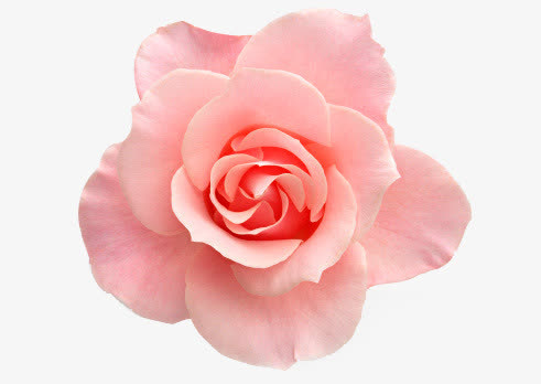 花瓣花朵玫瑰花免抠