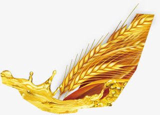 高清立体金黄色麦子免抠