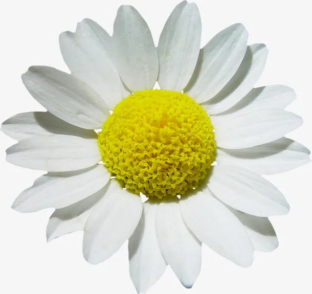 花草线描花草画免抠