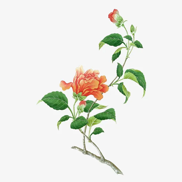 一枝红色山茶花工笔插画免抠免抠