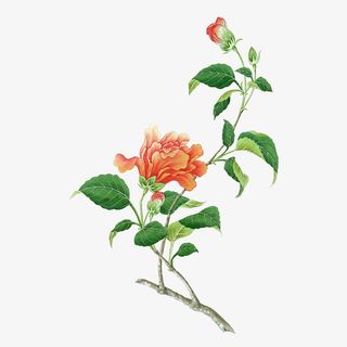 一枝红色山茶花工笔插画免抠免抠