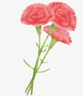 红色美丽康乃馨花束免抠