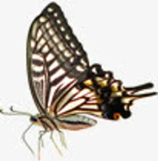 春天棕色纹理蝴蝶动物免抠装饰动物元素