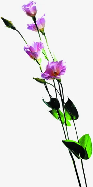 紫色高清花朵绿叶免抠