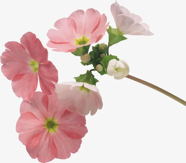 绿植花草花卉图片免抠