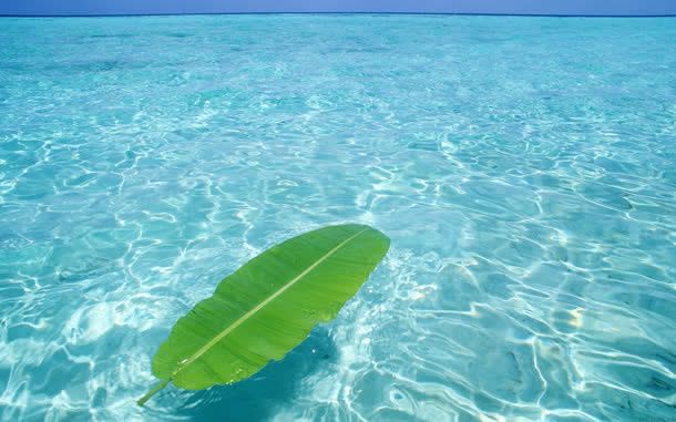 水面上的宽大绿叶海报背景
