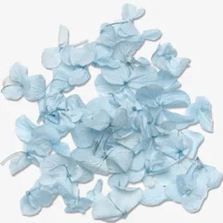 散落一地的蓝色花瓣免抠