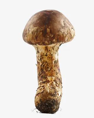 单颗松茸免抠