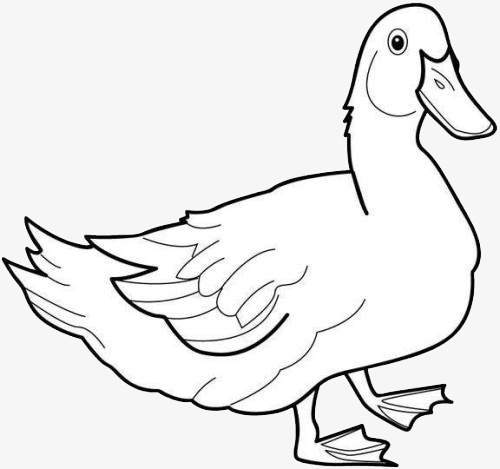 卡通手绘简笔画鸭子免抠