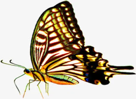 春天黄色花纹蝴蝶免抠装饰动物元素 春天黄色花纹蝴蝶免抠装饰动物元素