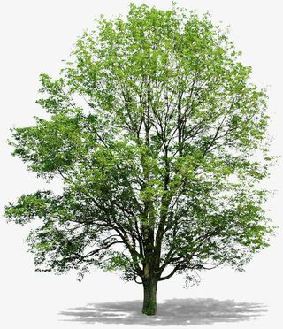 春天绿色树木免抠
