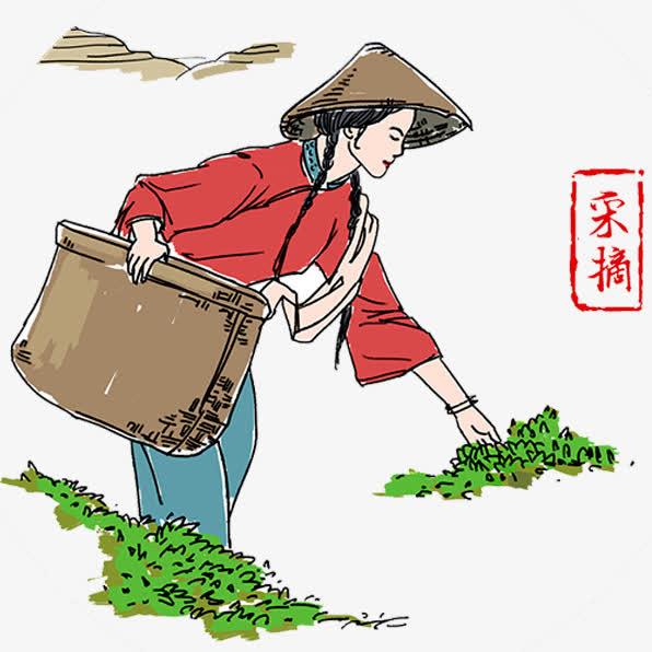 茶叶采摘免抠