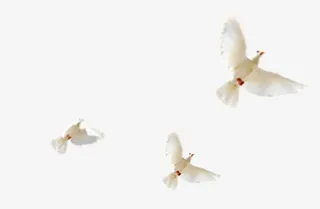 三只鸽子翱翔免抠