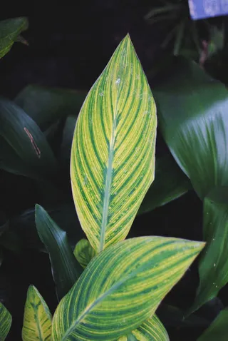 绿色高清树叶脉络壁纸免抠