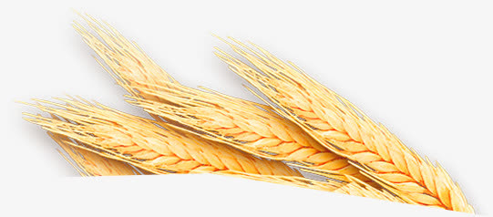 麦子免抠