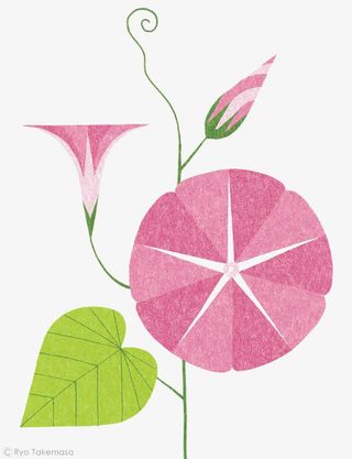 扁平化牵牛花免抠