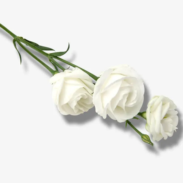 白色玫瑰花免抠素材免抠