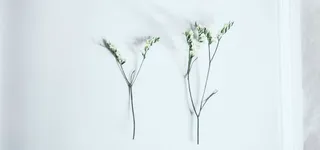 清新简约淡色文艺范干花淘宝背景高清