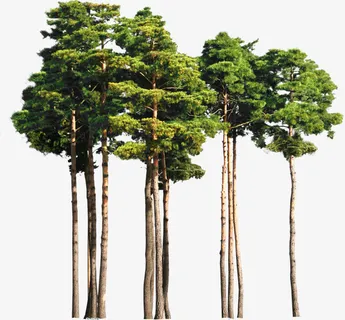 树免抠 树免抠
