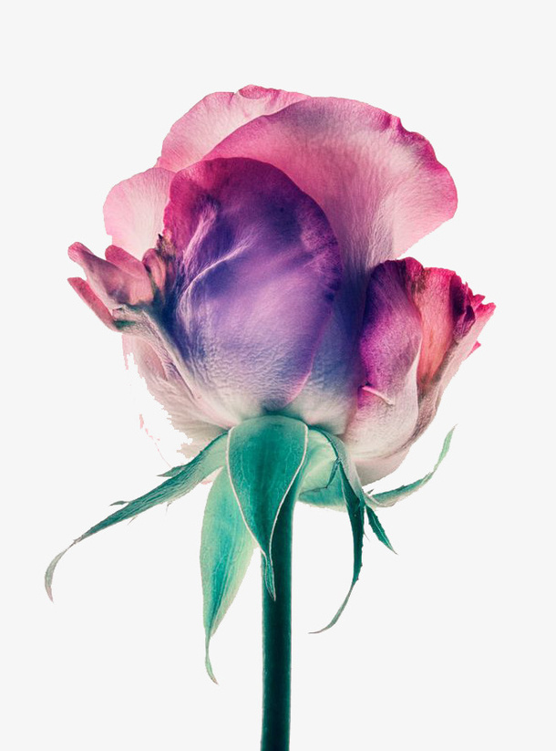 彩色鲜花免抠