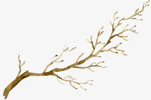 手绘树枝免抠