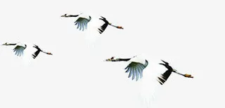 飞翔黑色仙鹤中国风免抠