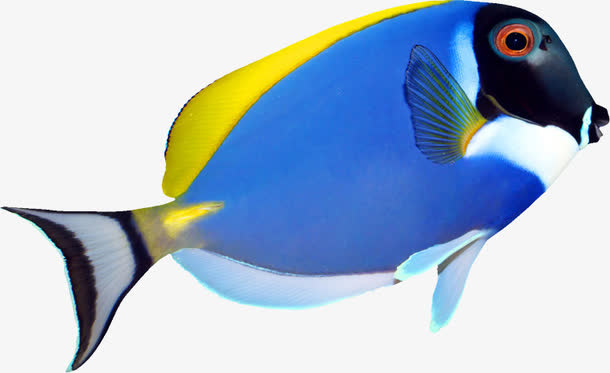 热带鱼免抠