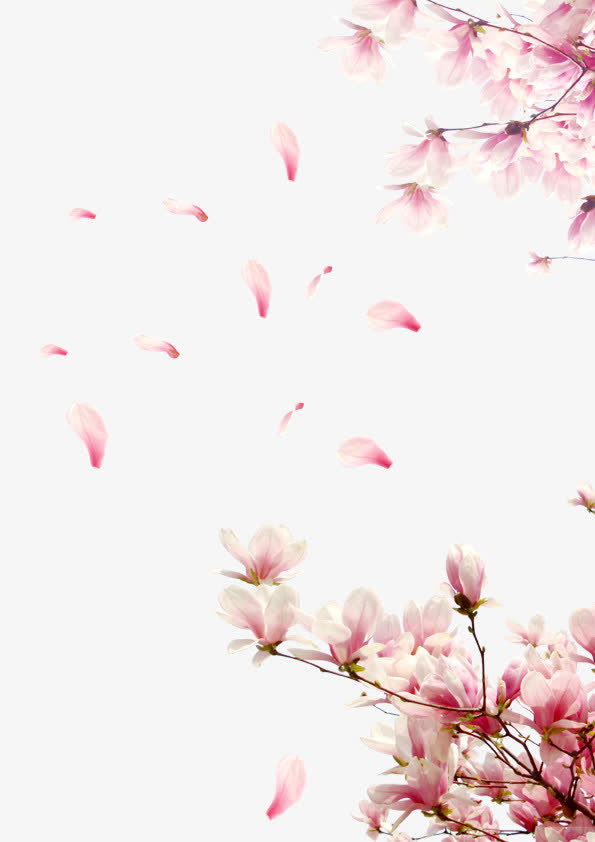 桃花花瓣    节日   鲜花免抠