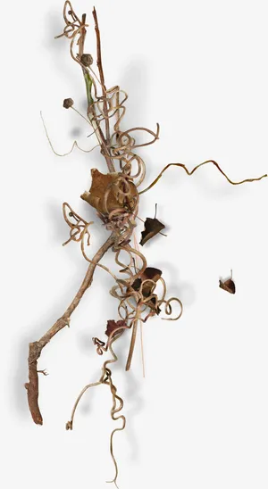 棕色漂亮枯枝免抠