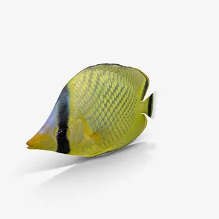 海底世界之蝴蝶鱼免抠