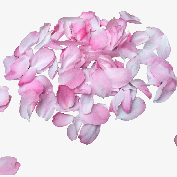 粉红樱花花瓣设计素材免抠