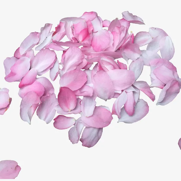 粉红樱花花瓣设计素材免抠