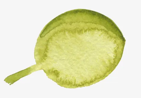 椭圆形树叶水彩插画免抠