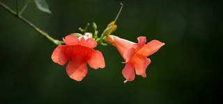 古典凌霄花背景高清