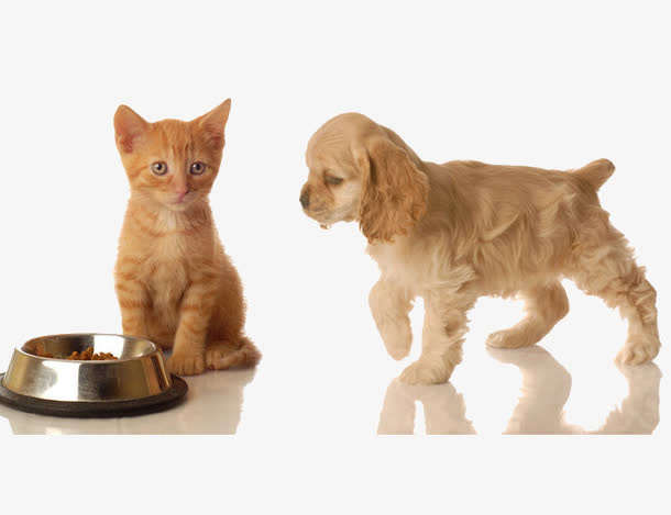 等吃的猫咪免抠