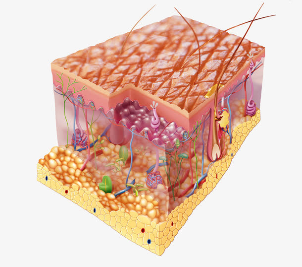 皮肤下的细胞图片免抠