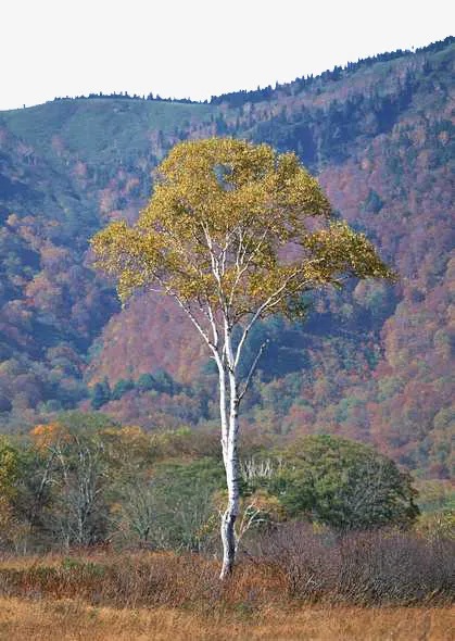 山上风景免抠