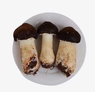 一碟松茸菌免抠