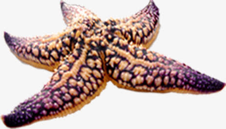 巨大海星生物海滩免抠