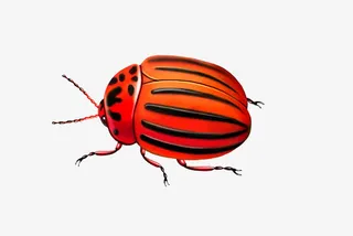 免抠素材昆虫图片免抠