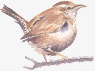 手绘树枝上的麻雀免抠