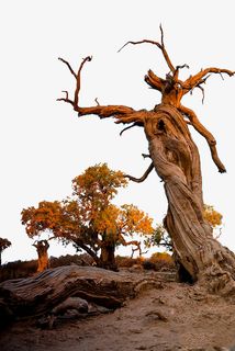 胡杨林秋天枯树图片免抠