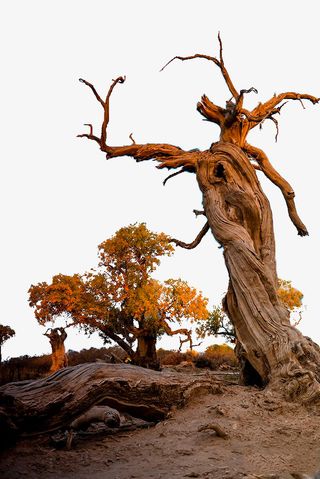胡杨林秋天枯树图片免抠