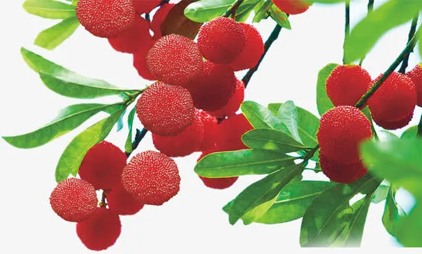 杨梅树枝免抠