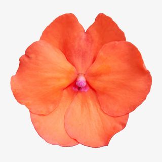 鲜花psd素材花束免抠