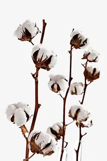 实物多颗棉花枝免抠